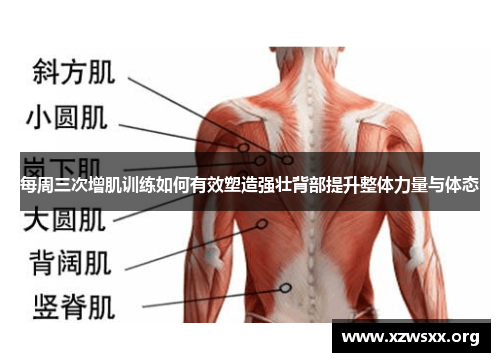 每周三次增肌训练如何有效塑造强壮背部提升整体力量与体态